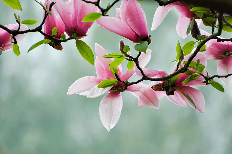 Beautiful tulip tree, pretty, magnolia, lovely, bonito, tree, flower, pink, branches, tulip, HD wallpaper