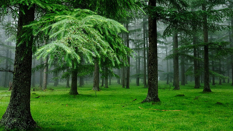 Relaxing Green, forest, leaves, green, grass, bonito, trees, mist, HD wallpaper