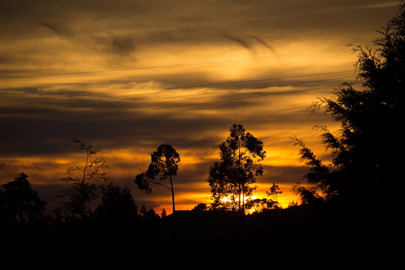 trees, sunset, silhouette, HD wallpaper