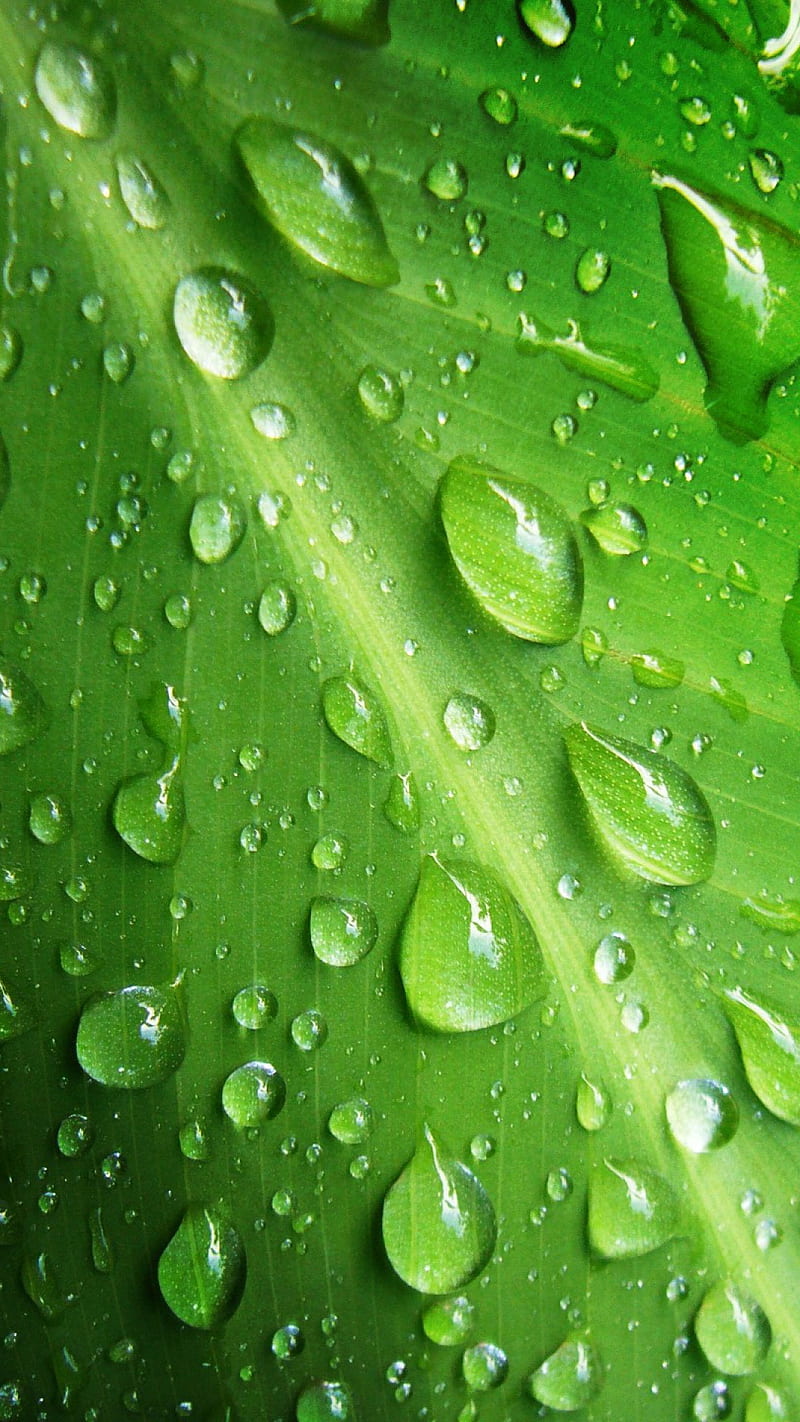 Waterdrops, drops, green, leaf, macro, rain, raindrops, water, HD phone wallpaper