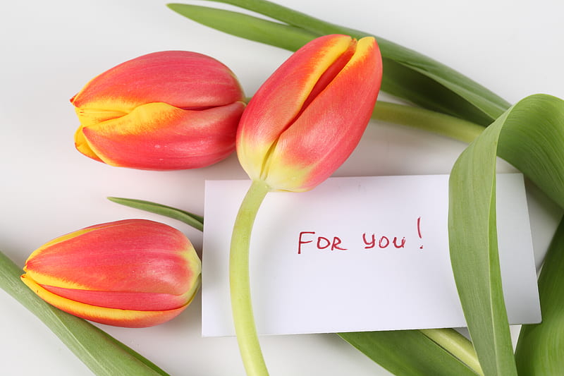 For you.....JACQELINE!, beautifully cool, romance, graphy, message, nice, bouquet, flower, flowers, tulips, tulip, HD wallpaper