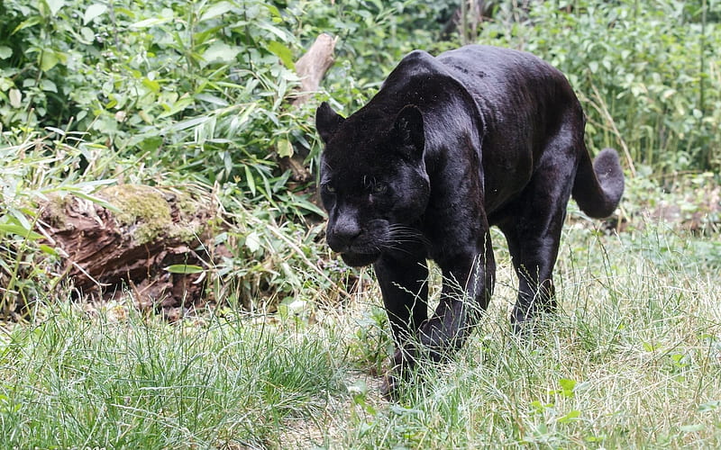 Panther, black jaguar, predator, green grass, wild nature, HD wallpaper