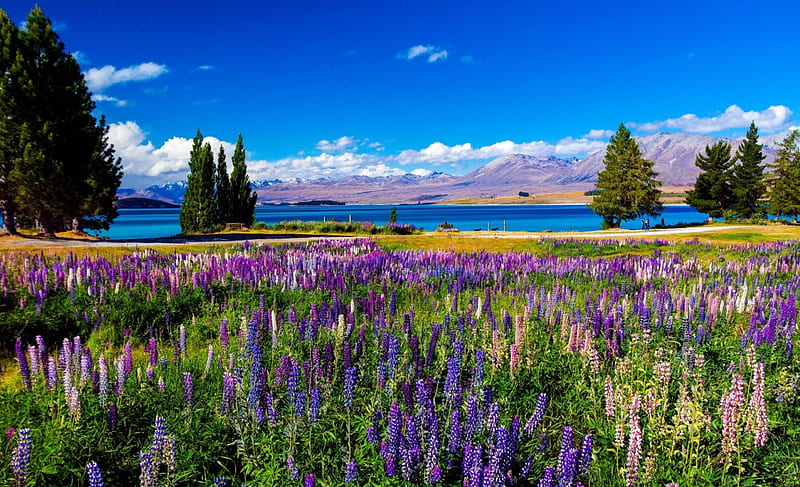 Full Bloom Lupins, bonito, trees, purple lupins, clouds, lake, mountains, flowers, New Zealand, blue sky, HD wallpaper
