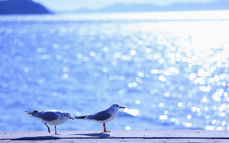 Gulls on the beach, sun, ocean, sea, beach, water, bird, summer, gull, light, blue, HD wallpaper