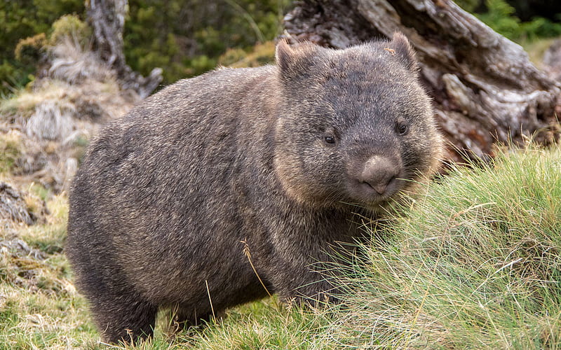 wombat, cute animals, marsupials, fauna, Australia, HD wallpaper