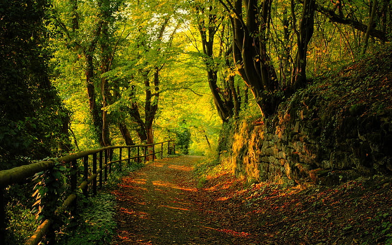 Mountain road deciduous-Autumn landscape, HD wallpaper