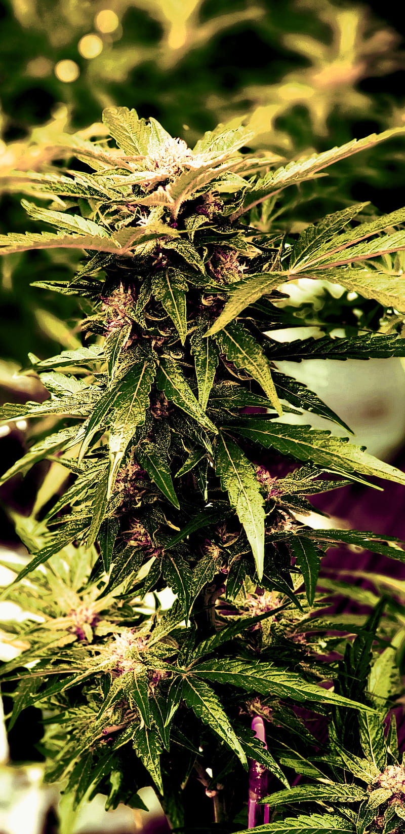 Marijuana , 420, bud, chill, flower, green, herb, pot, smoke, HD phone wallpaper