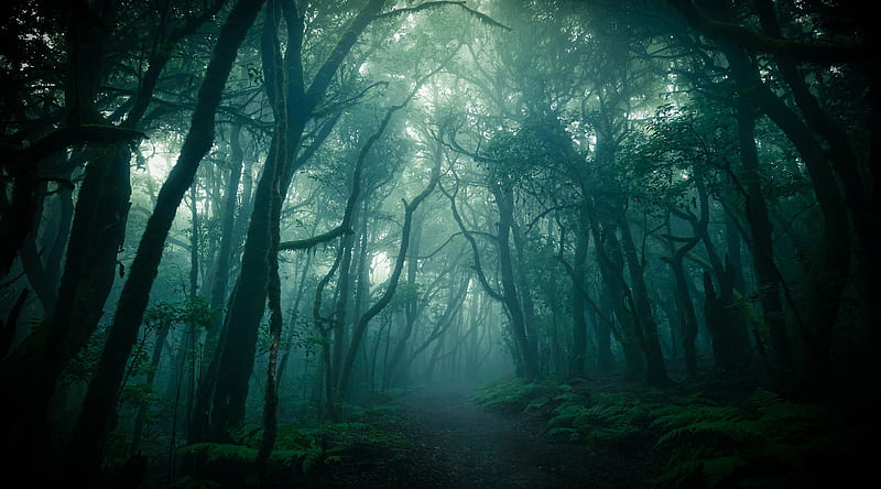 Dark Woods, Fog Ultra, Holidays, Halloween, dark, Trees, Forest, Mist, Woods, Spooky, HD wallpaper