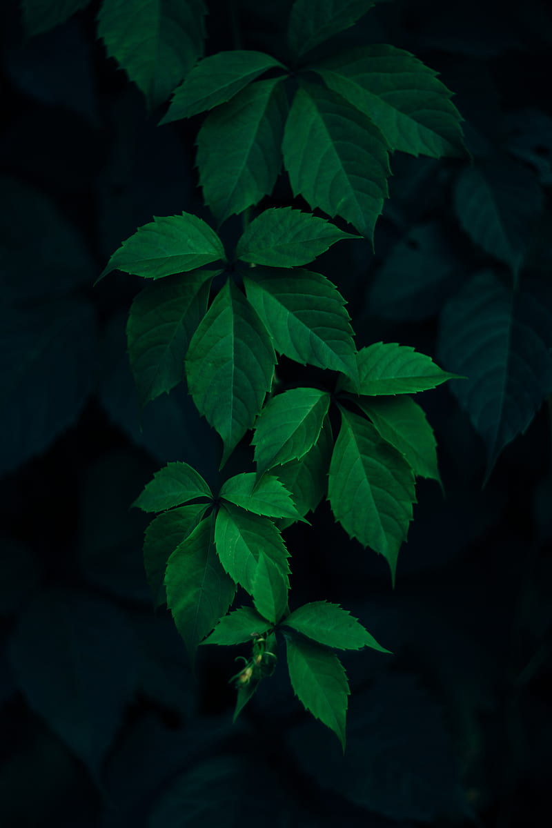 green, dark, black, leaf, plant, HD phone wallpaper