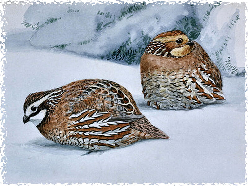 Bobwhites in the Snow 1, art, birds, fuertes, artwork, bobwhites, animal, winter, louis agassi fuertes, snow, painting, wildlife, HD wallpaper
