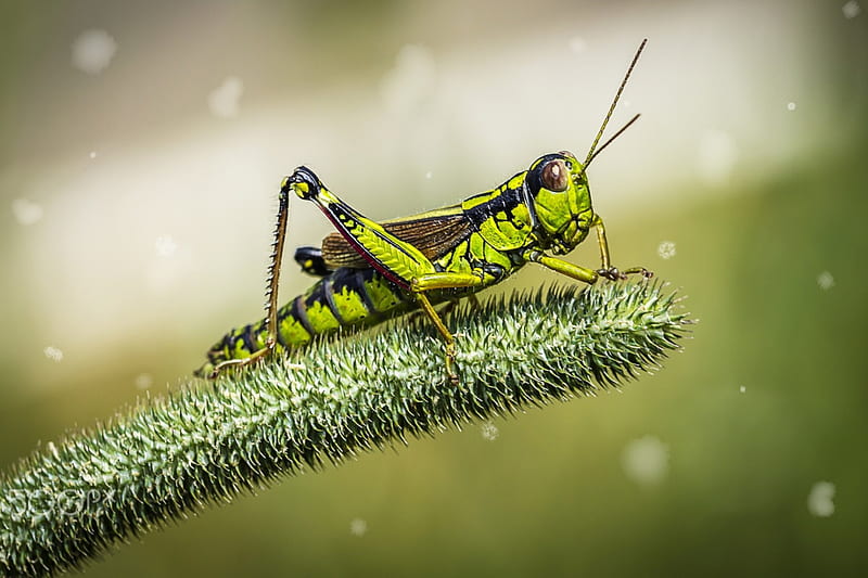 Grasshoper, green, snow, macro, insect, fir, winter, HD wallpaper