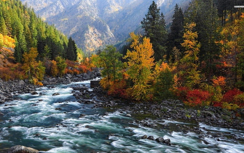 rushing river, forest, tree, river, mountian, HD wallpaper
