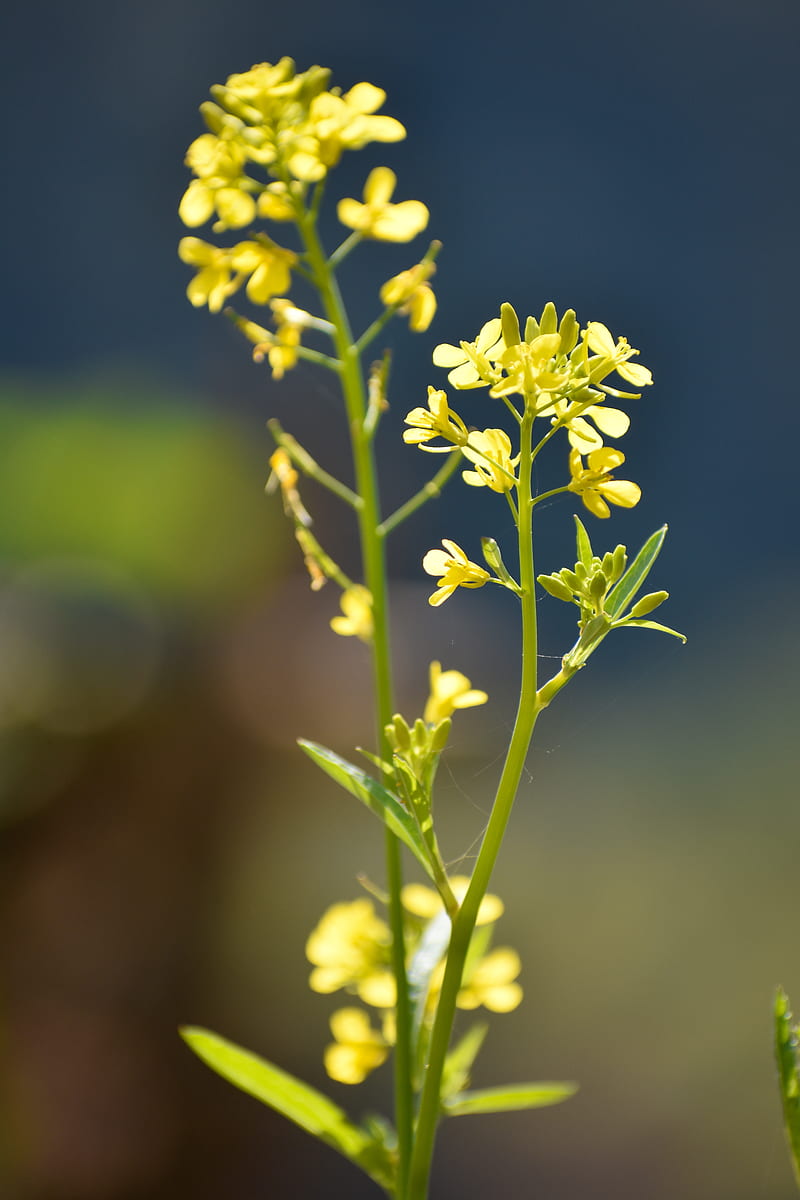 Mustard flower, flora, nature, green, yellow, HD phone wallpaper