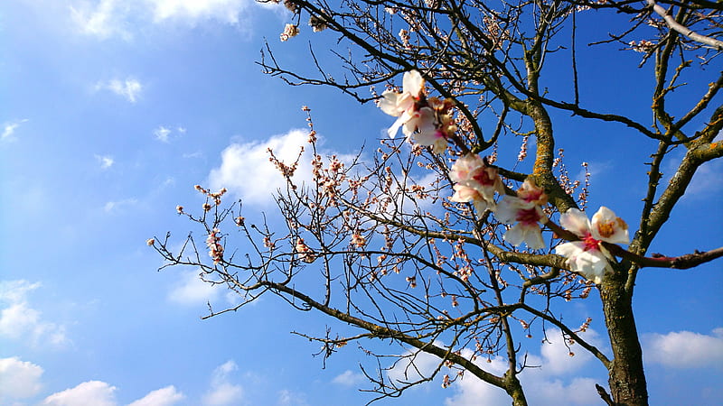 Almond Blossoms, bluete, fruehling, mandel, nature, saison, season, spring, tree, HD wallpaper