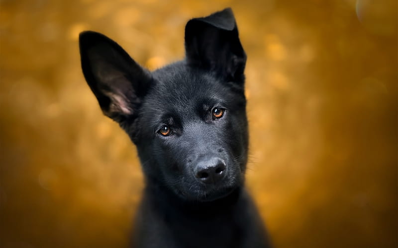 Black German Shepherd, puppy, bokeh, black dog, cute animals, German Shepherd, dogs, German Shepherd Dog, HD wallpaper