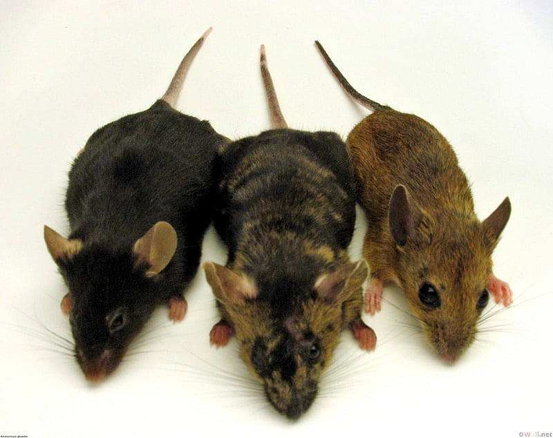 three mices, three mice animals, fun for kids, HD wallpaper