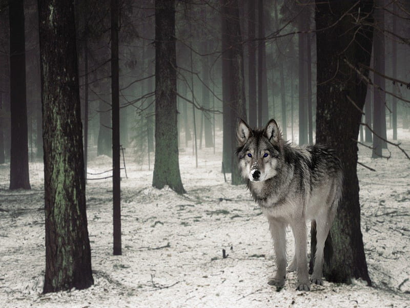 Deep in the Forest, forest, wolf, snow, winter, HD wallpaper