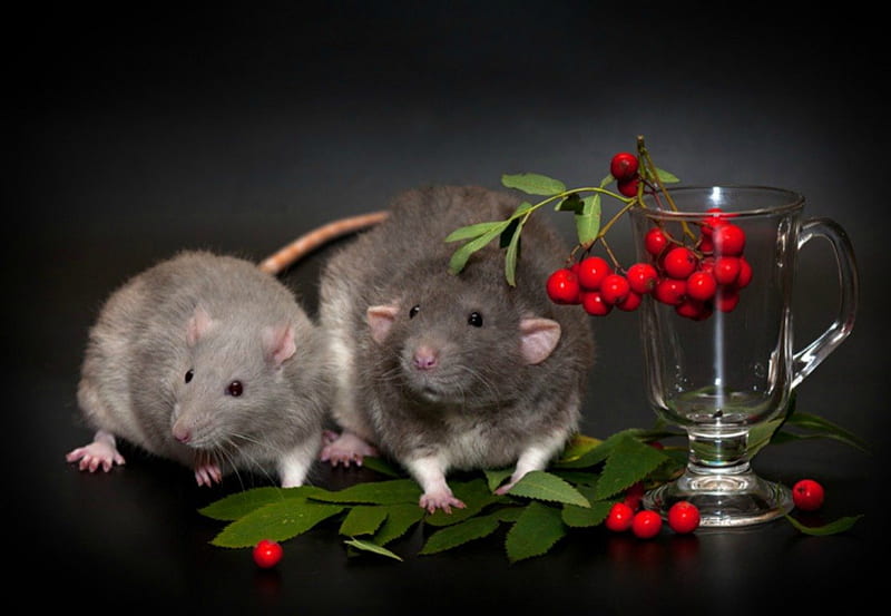 Merry Christmas!, red, christmas, black, vase, animal, cute, fruit, rodents, mistletoe, glass, green, funny, pink, HD wallpaper