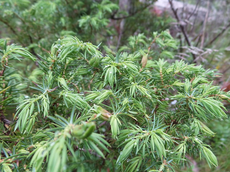 Waterdrops on pine needles, nature, Pine, drops, Green, HD wallpaper