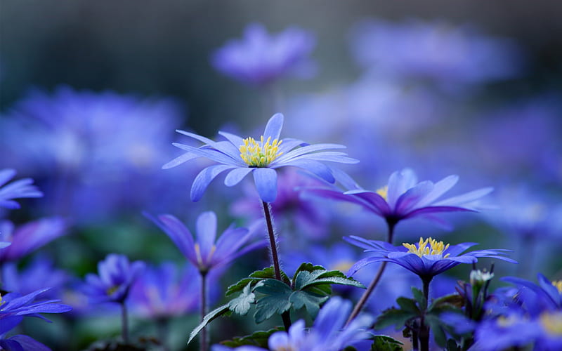 *** Blue hepatica ***, flower, flowers, nature, hepatica, blue, HD wallpaper