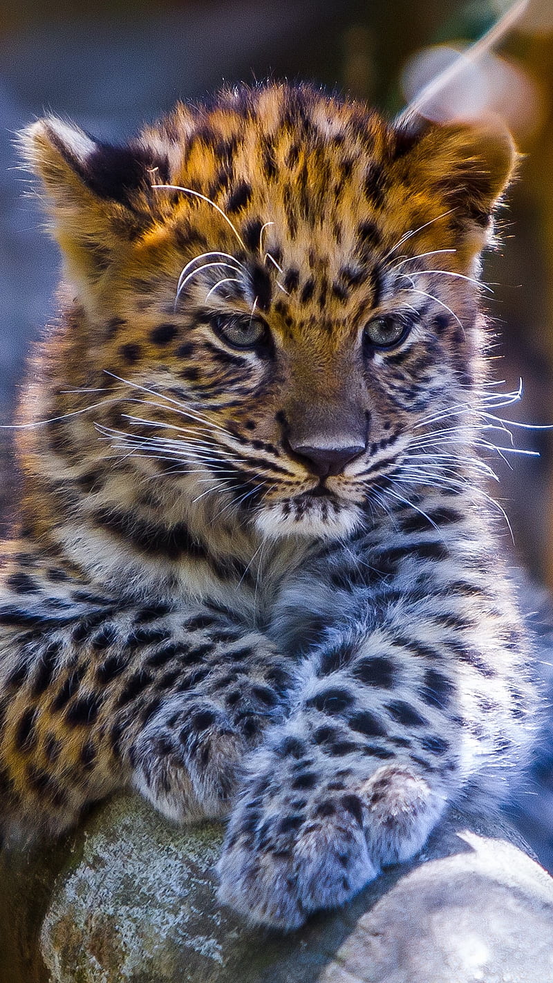 Baby Leopard , predator, look, animal, wild, cub, baby leopard, HD phone wallpaper