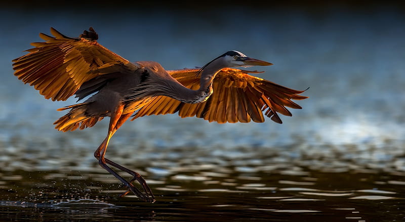 Great Blue Heron Bird Ultra, Animals, Birds, Bird, Wetlands, greatblueheron, HD wallpaper