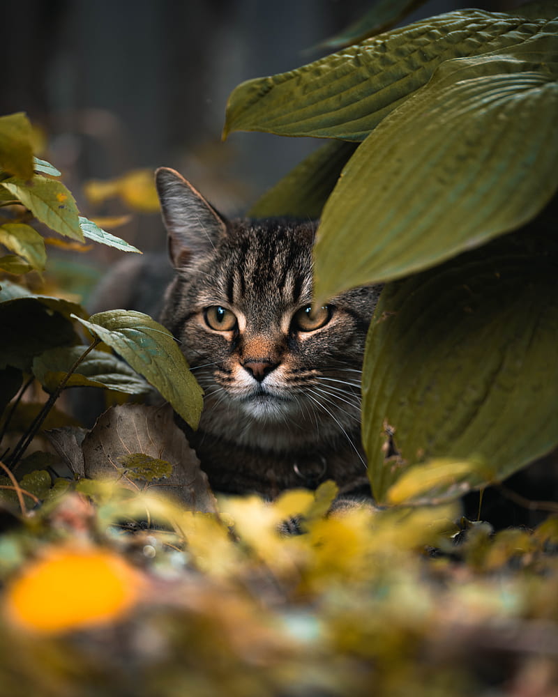 cat, leaves, hide, glance, animal, HD phone wallpaper