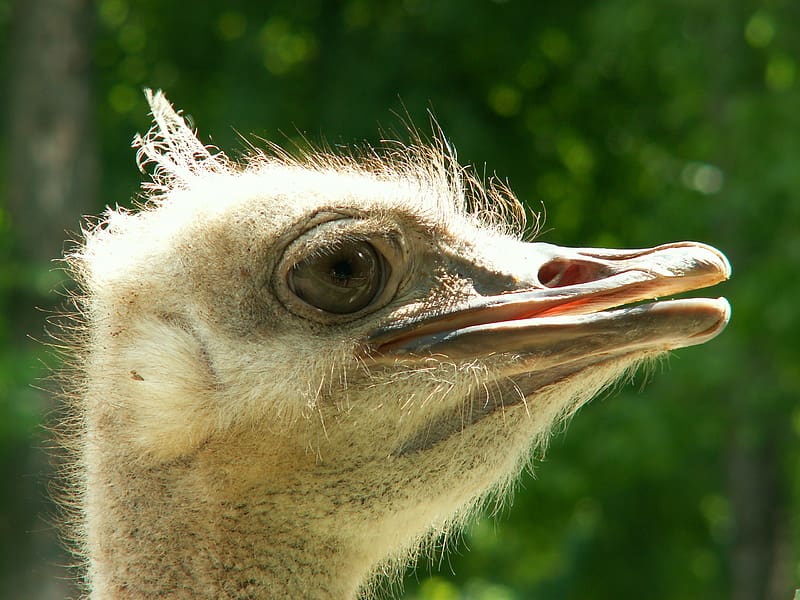 Ostrich, Birds, Animal, HD wallpaper