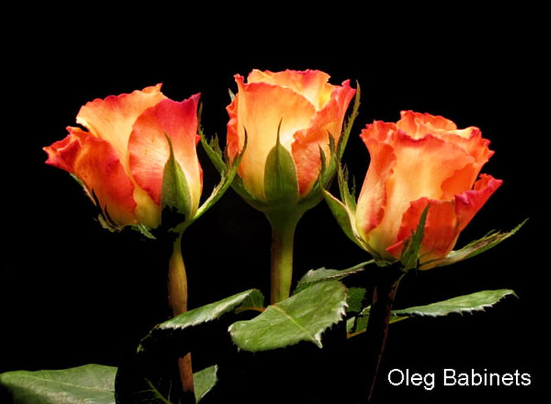 3 Beautiful Roses, red, orange, flowers, yellow, roses, HD wallpaper