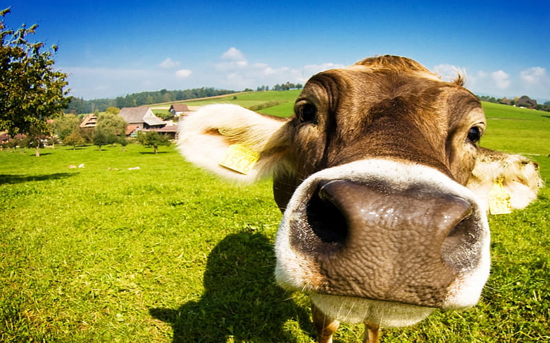 Close Up Cow, Brown, Grass, Cow, Close Up, Animals, HD wallpaper
