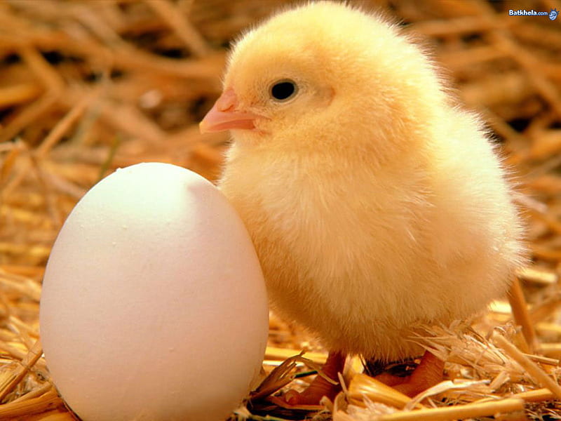 chicken with egg, cute, egg, chicken, adorable, spring, easter, chick, HD wallpaper