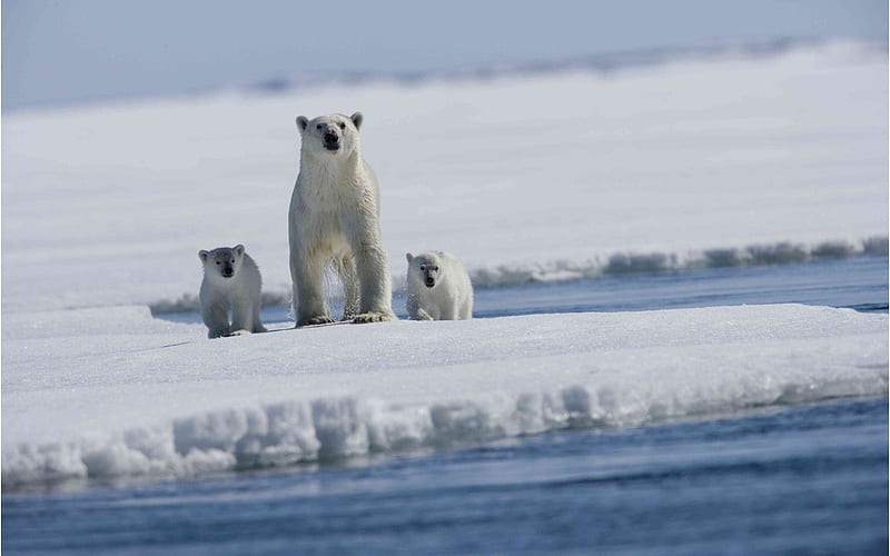 Nice polar bear family, family, arctic, snow, bear, wildlife, polar, HD wallpaper