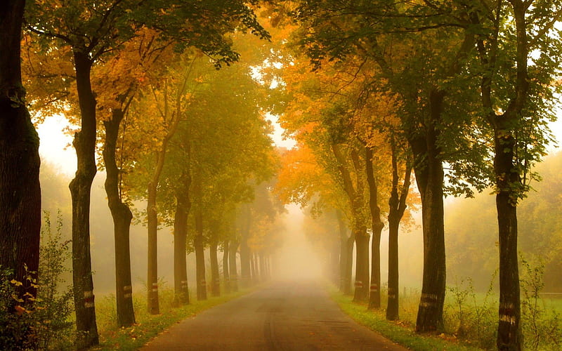 Fall morning, autumn, walk, trees, mist, HD wallpaper