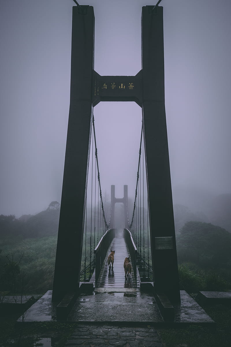 bridge, fog, dogs, overcast, HD phone wallpaper