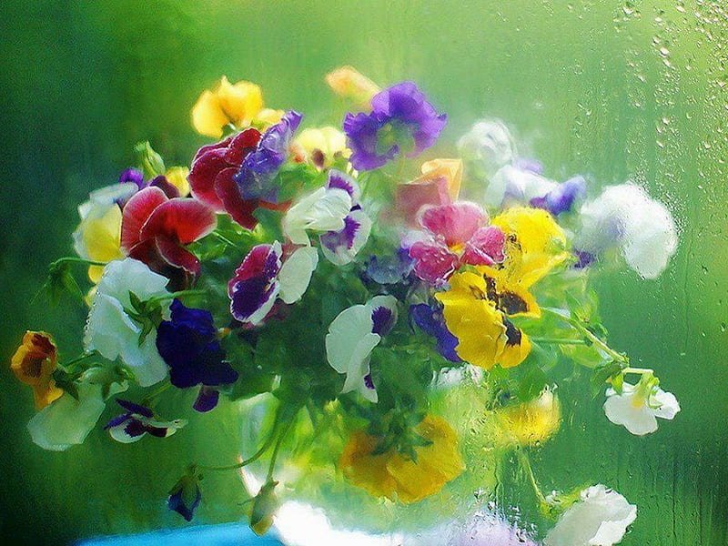 Sweet Pansies Viewed thru Rainy Window, colorful, window, soft, pansy, glass, hazy, bouquet, flowers, rain, HD wallpaper