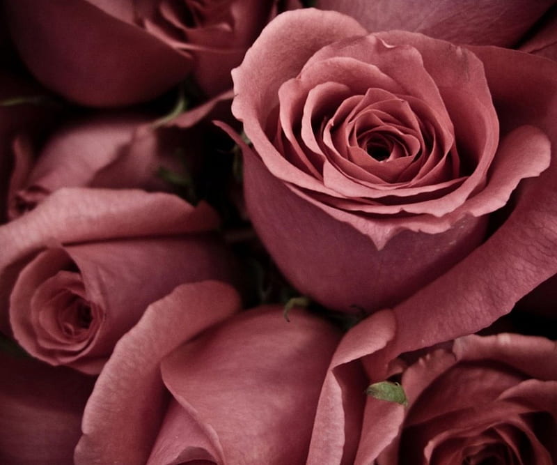 Dusky Pinks, flowers, nature, petals, boquet, roses, pink, HD wallpaper