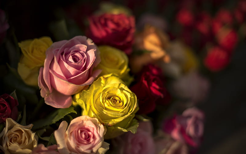roses, red roses, yellow roses, rosebuds, background with roses, floral background, HD wallpaper