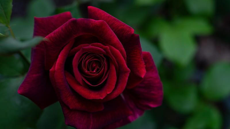 Red rose, takashi m, rose, trandafir, red, green, flower, HD wallpaper ...