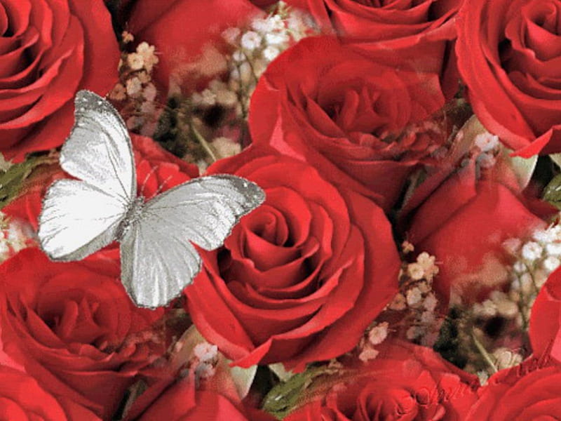 Mariposa blanca sobre rosas rojas, rojo, mariposa, rosas, blanco, insectos,  animal, Fondo de pantalla HD | Peakpx