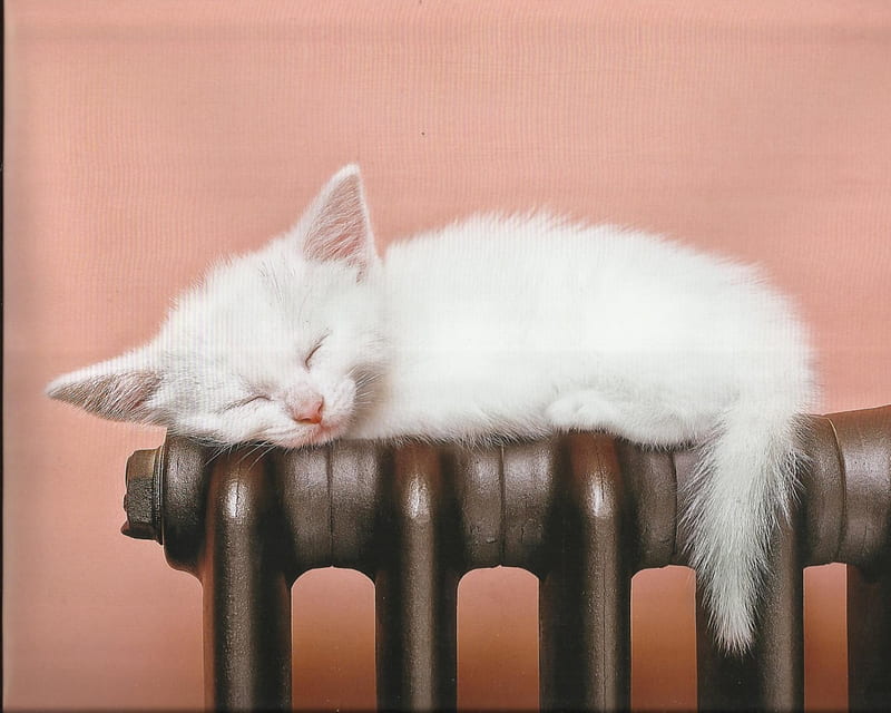 A kitten sleeping on a heater, cute, paws, kitten, heater, HD wallpaper