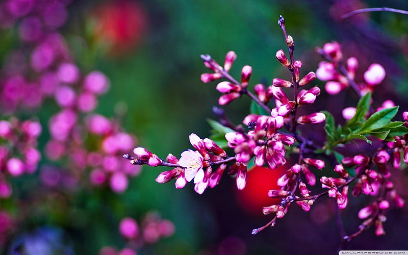 Lilac Buds & Blossoms, green, flowers, blossoms, spring, buds, branch, HD wallpaper