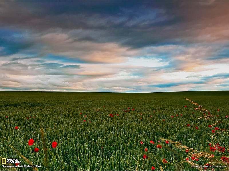 Field Scotland-National Geographic, HD wallpaper
