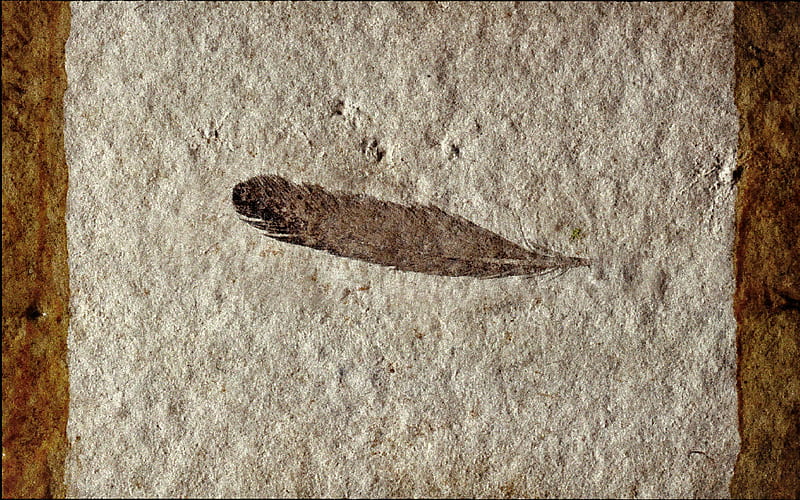 150 Million Year Old Plume, graphy, plume, feather, fossil, wide screen, HD wallpaper