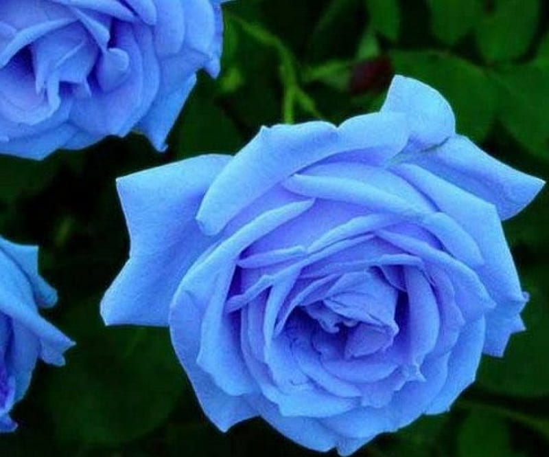 Rosas azules, flores, rosas, hermosas, azules, Fondo de pantalla HD | Peakpx