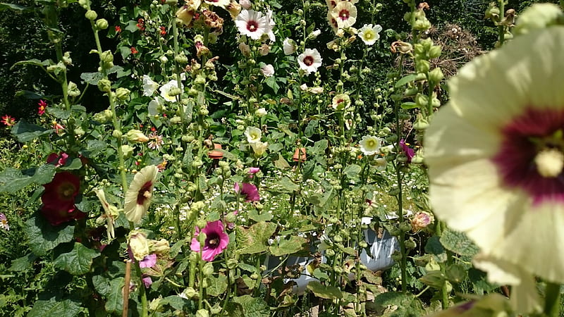 WW1 Garden, Garden, WW1, Hollyhocks, Bath, HD wallpaper