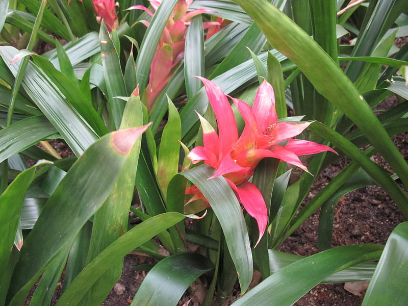 A day at the mall 27 Bromeliad, Bromeliad, graphy, green, garden, Flowers, leaf, HD wallpaper