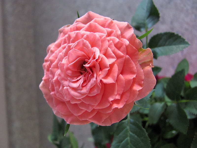 Pink Miniature Rose, rose plant, miniature, rose, bonito, pink, HD wallpaper