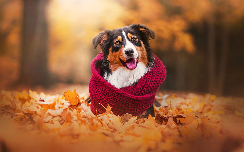 Aussie, autumn cute animals, park, dogs, Australian Shepherd, HD wallpaper
