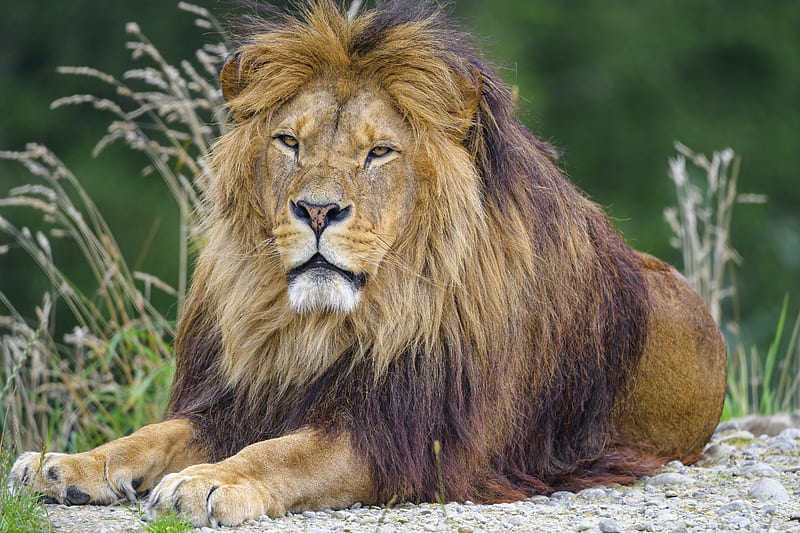 Lion, mane, animal, predator, big cat, HD wallpaper | Peakpx