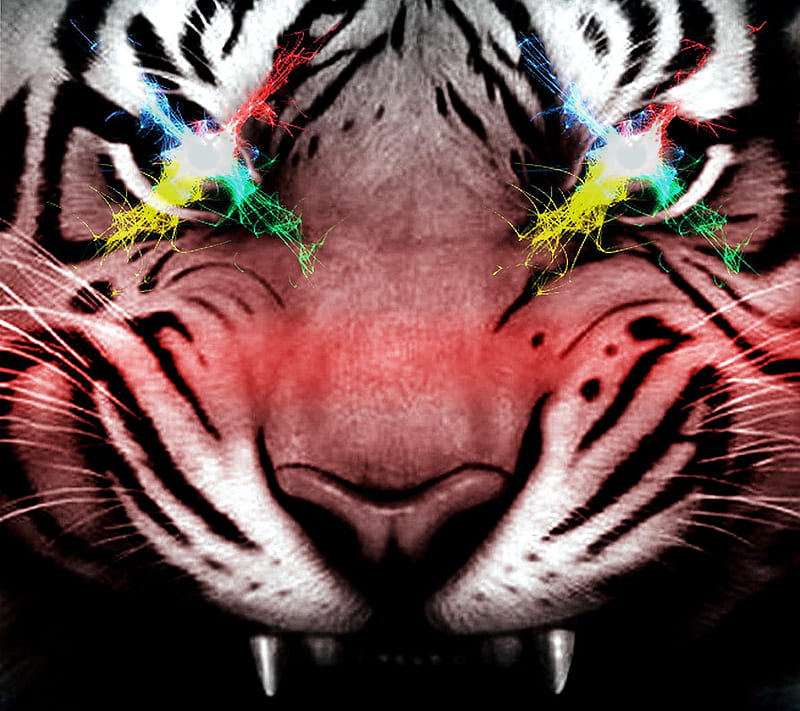 Eyes Of The Tiger, nexus, saguaro, HD wallpaper